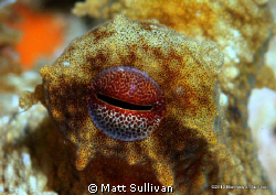 Ocotpus Eye by Matt Sullivan 